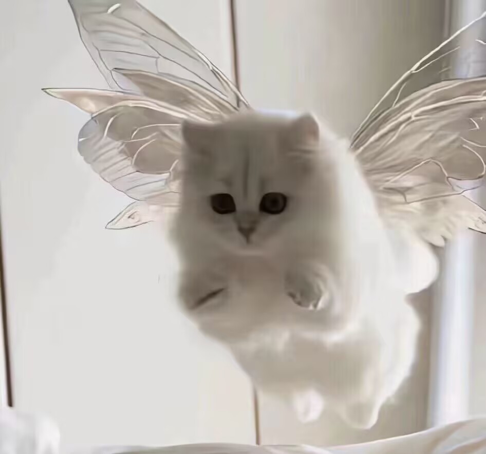 天使小白猫