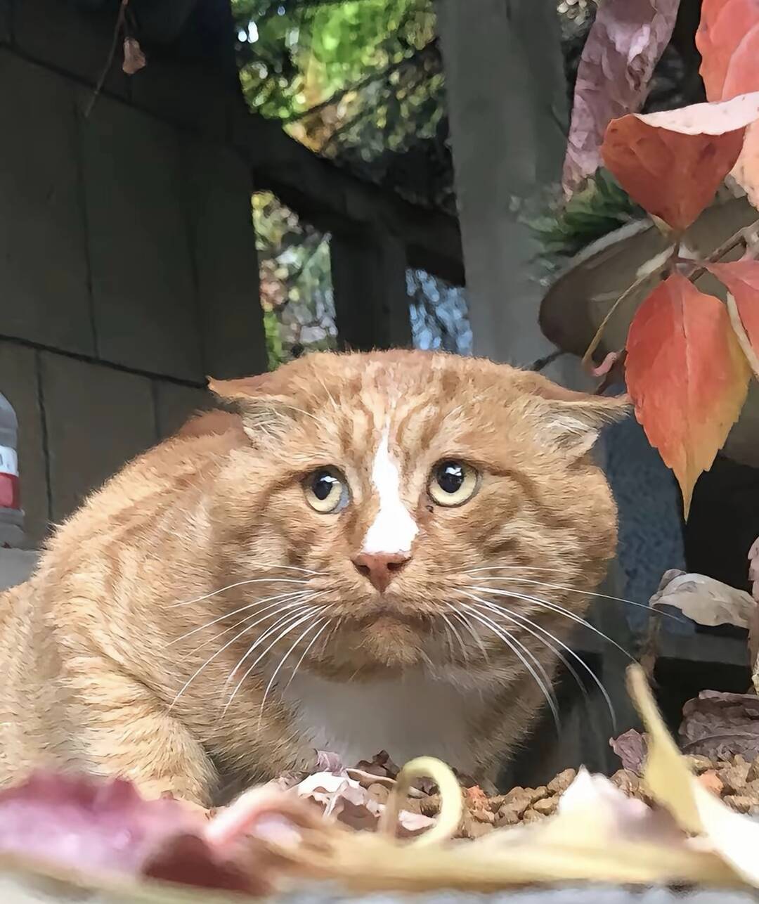 温柔的人抱着小猫